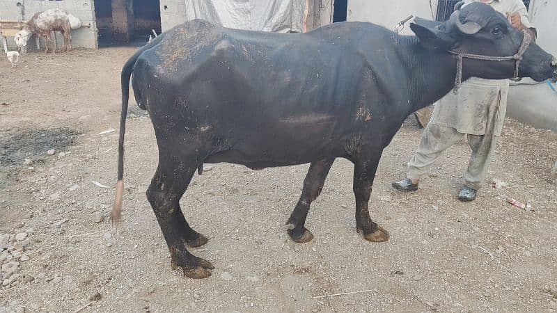 5 buffalo for sale / cows for sale / jhotiyan for sale / Milk cow 1