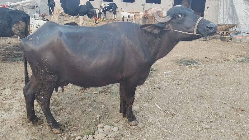 5 buffalo for sale / cows for sale / jhotiyan for sale / Milk cow 3