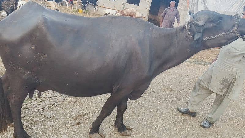 5 buffalo for sale / cows for sale / jhotiyan for sale / Milk cow 4