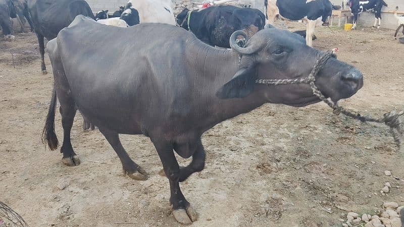 5 buffalo for sale / cows for sale / jhotiyan for sale / Milk cow 5