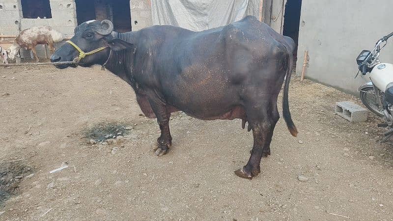 5 buffalo for sale / cows for sale / jhotiyan for sale / Milk cow 6