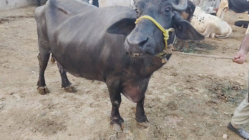 5 buffalo for sale / cows for sale / jhotiyan for sale / Milk cow 7