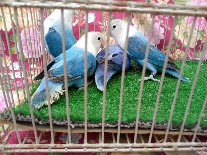 love bird blue opline 0