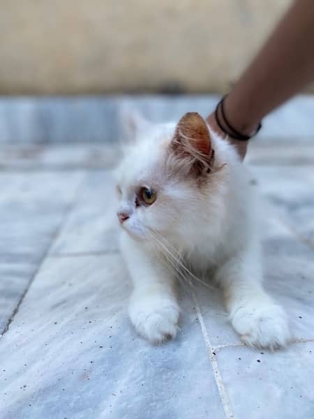 Persian cat couple 1