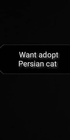 I want to adopt to Persian cat