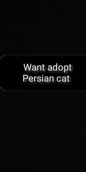 I want to adopt to Persian cat 0