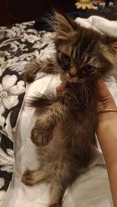 2 months Persian female cat for sale