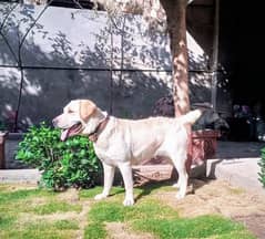 Labrador pedigree female for sale