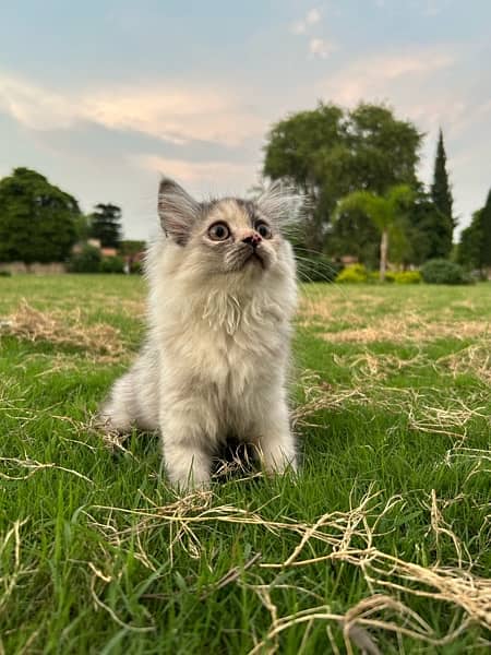 Persian Kitten/Cat Female Triple Coat Vaccinated 5