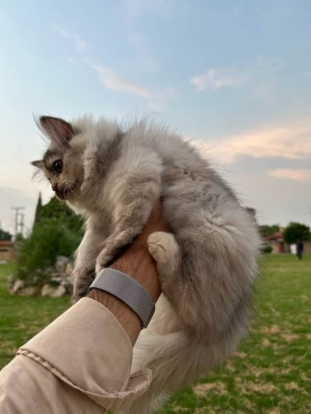 Persian Kitten/Cat Female Triple Coat Vaccinated 6