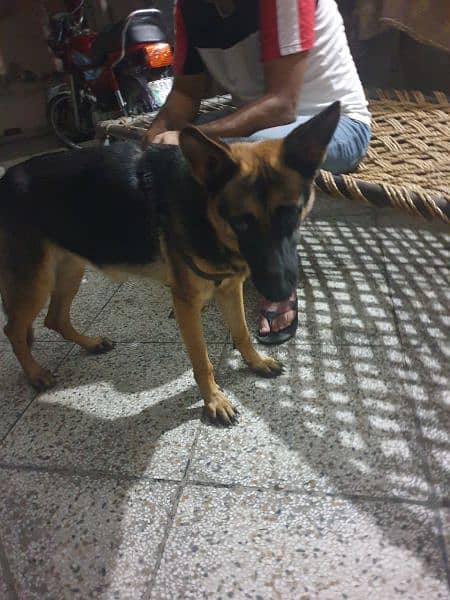 8 mounth German shepherd 3