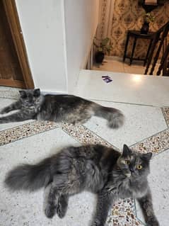 beautiful unique Grey  pure persian triple coat cats