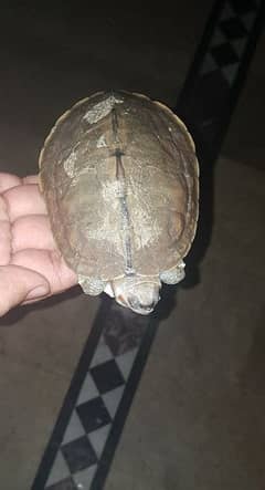 Turtle