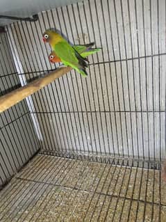 Lovebird 0