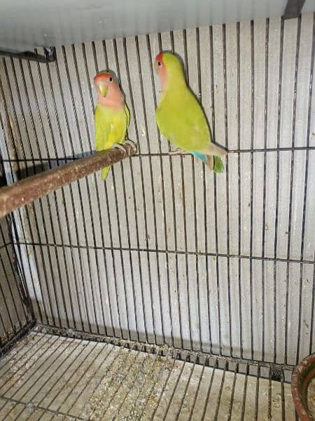 Lovebird 7