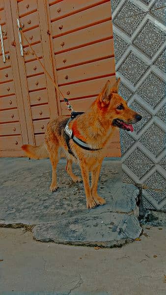 Single Coated German Shepherd Available 0