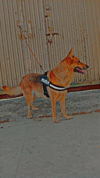 Single Coated German Shepherd Available 2