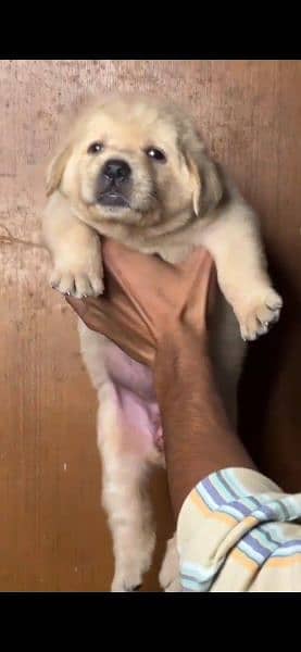 Labrador female puppie 1