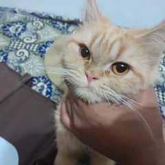 Persian cat female 0