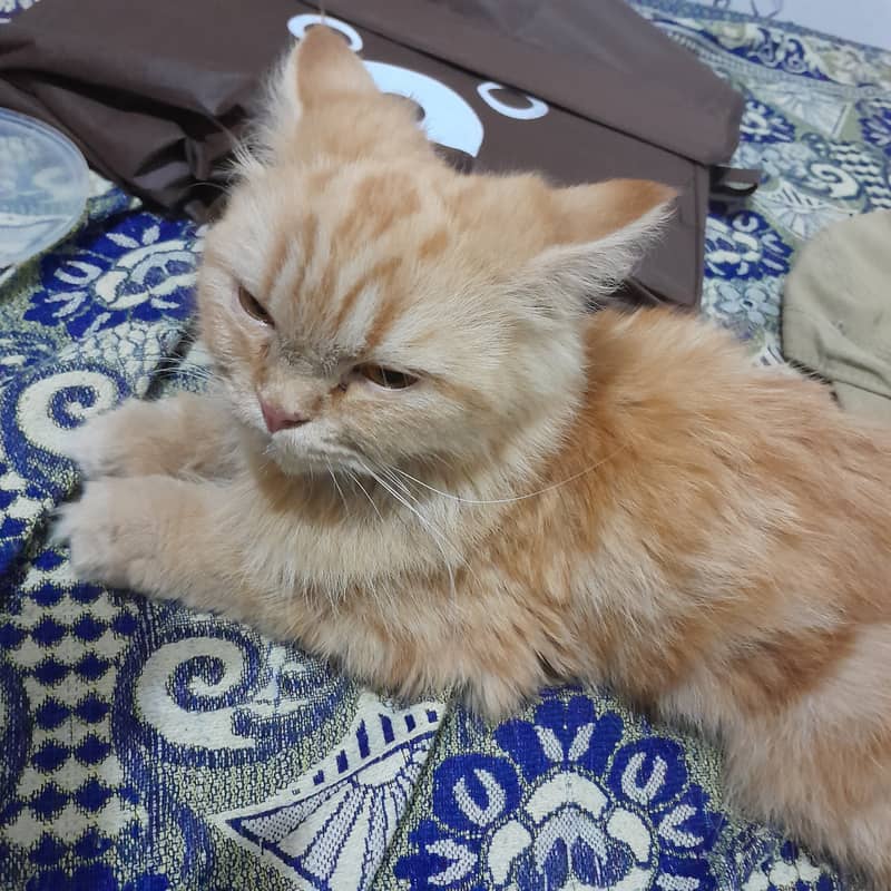 Persian cat female 2