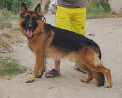 German shepherd dog