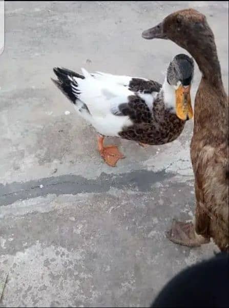 Pair of Friendly ducks 0