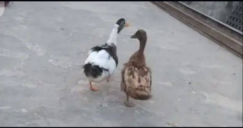 Pair of Friendly ducks 1