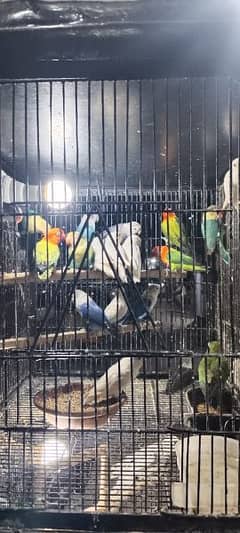 single birds for sale