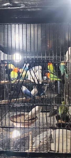 single birds for sale 0