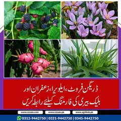 Dragon Fruit Plants and Saffron Bulbs Available  ڈریگن فروٹ کے پودے س