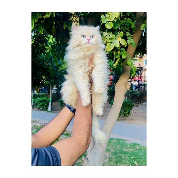 Persian Punch face triple coat cat Kitten 7