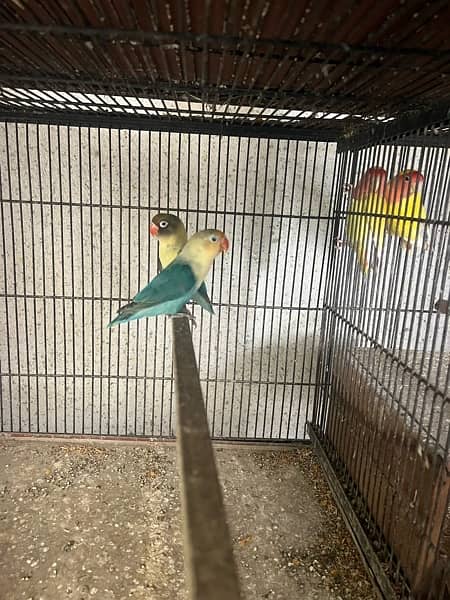 Barblue breeder  pair for sale 1