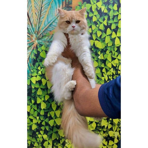 Persian Punch face triple coat cat Kitten 3