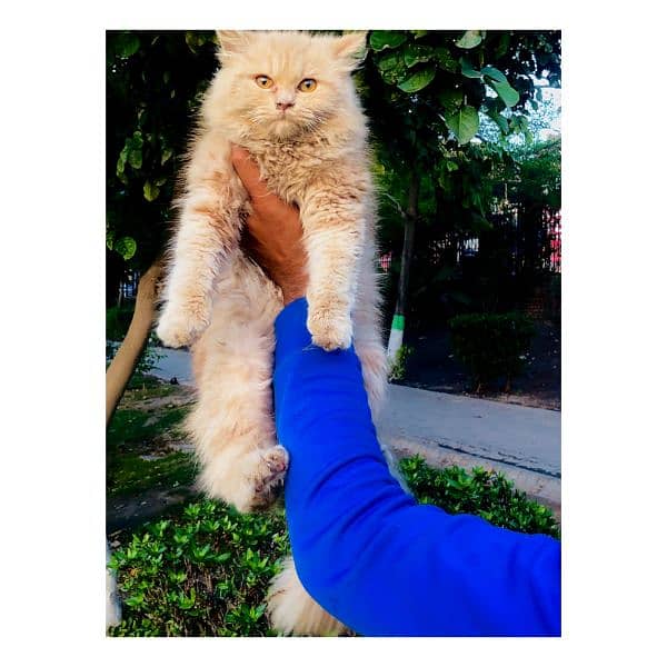 Persian Punch face triple coat cat Kitten 15