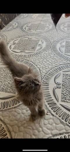 Persian Grey Cat Male Triple Coat