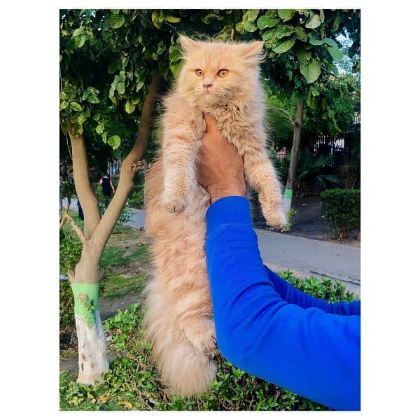 Persian Punch face triple coat cat Kitten 9