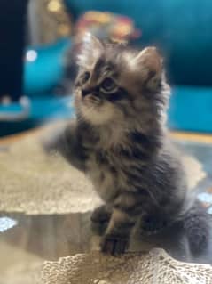 2 Persian Female Kittens Available For Sale