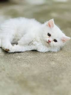 Double Coated Persian Kitten For Sale