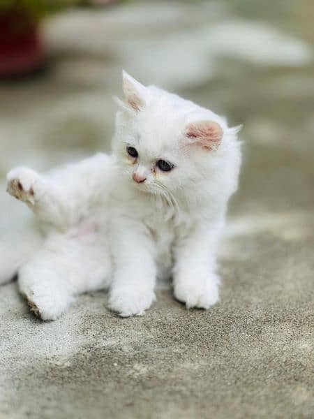 Double Coated Persian Kitten For Sale 2