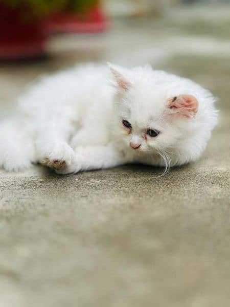 Double Coated Persian Kitten For Sale 3