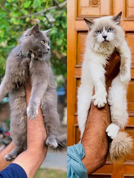 Persian Punch face triple coat cat Kitten 13