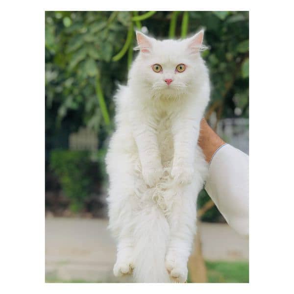 Persian Punch face triple coat cat Kitten 11