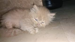 healthy punch face female kitten