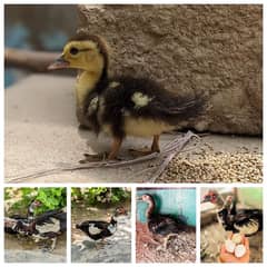 Muscovy ducks