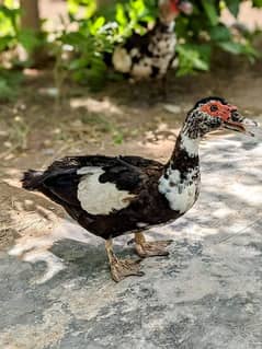 Muscovy ducks