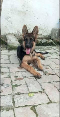 GSD Quality female puppy for sale 03000113132