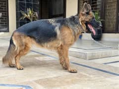 German shepherd top quality pair ki vedio on demand