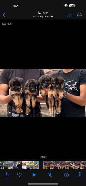 long coat German Shepherd puppies available 1