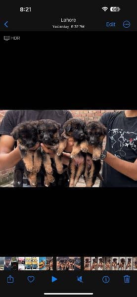 long coat German Shepherd puppies available 2