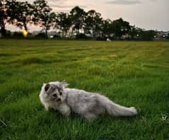 Persian Kitten Female Triple Coat